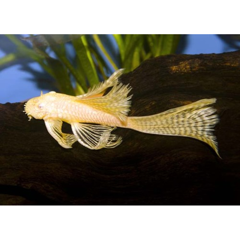 Ancistrus dolichopterus gold longfin